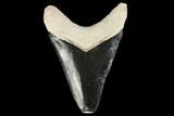 Serrated, Fossil Megalodon Tooth - Florida #114095-1